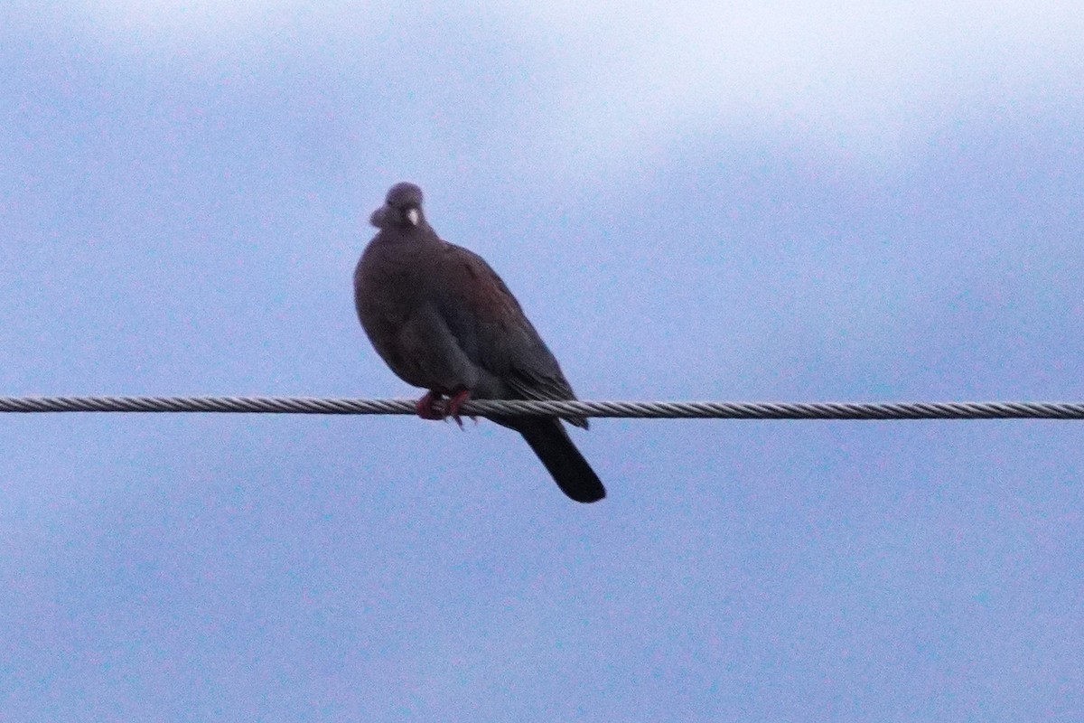 Red-billed Pigeon - ML647612859
