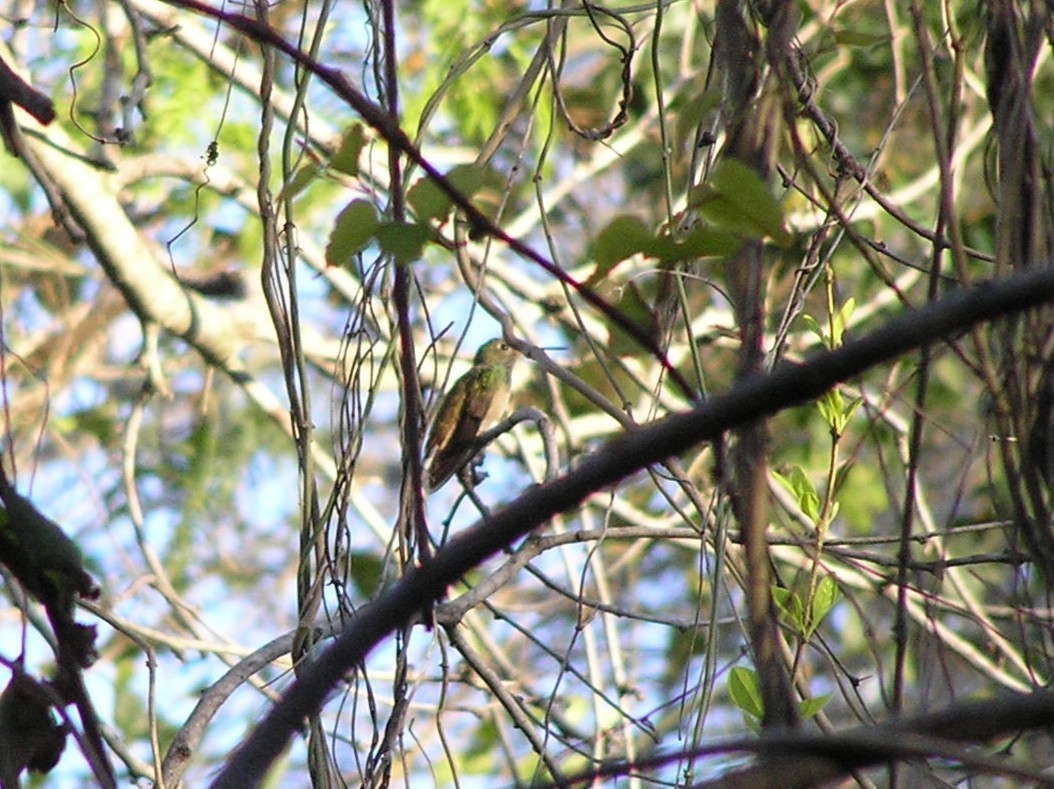Buff-bellied Hummingbird - ML647612866