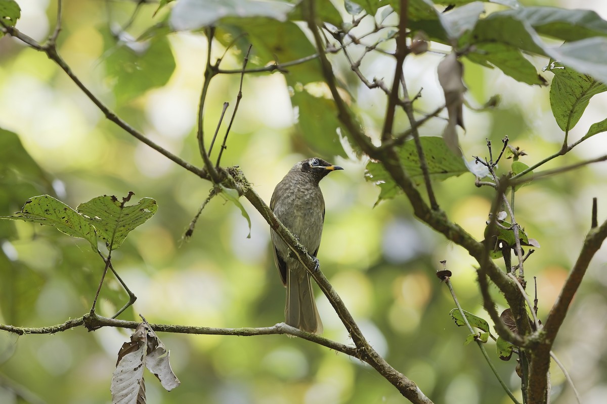 Bridled Honeyeater - ML647612867