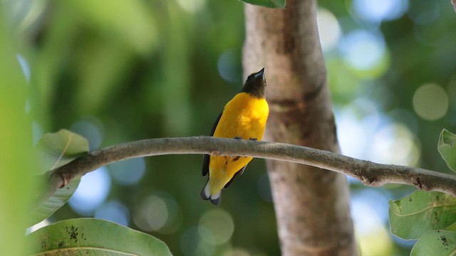 Purple-throated Euphonia - ML647612868