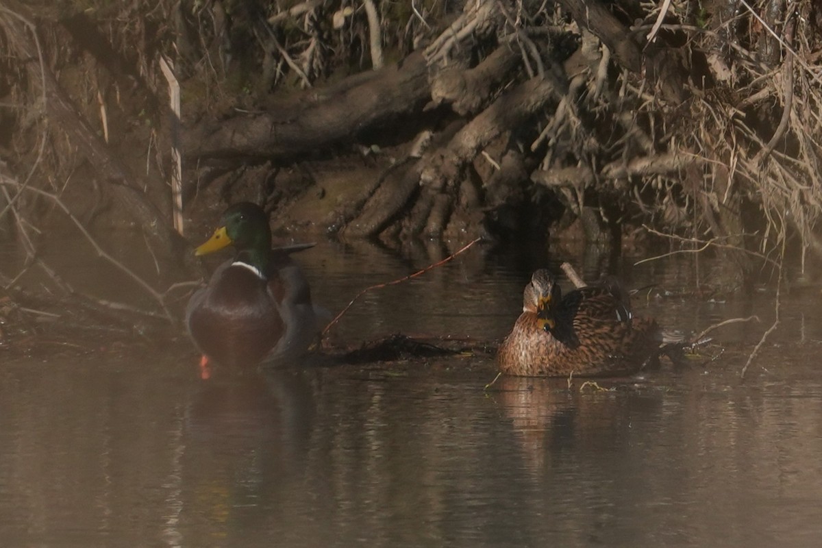 綠頭鴨 - ML647612869