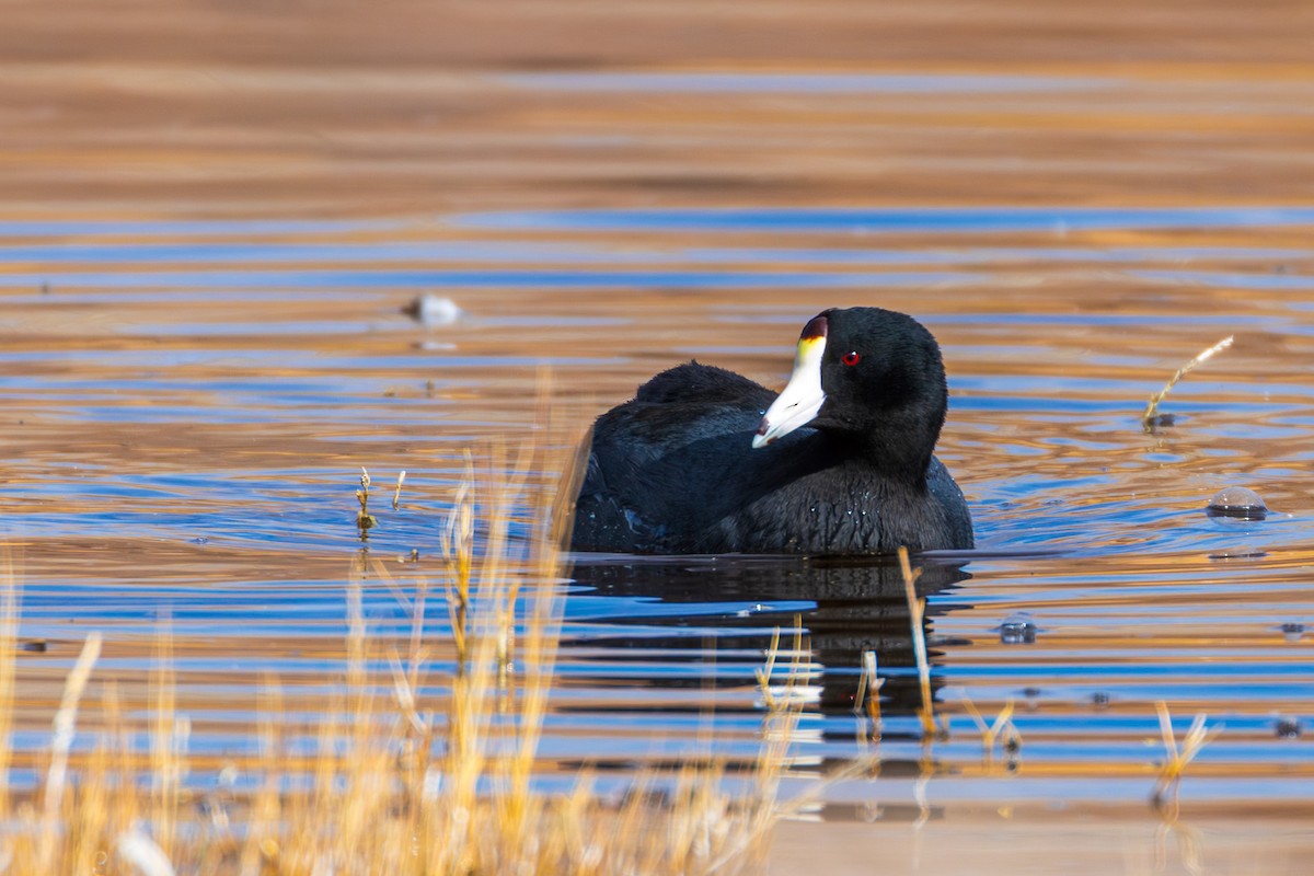American Coot - ML647612870