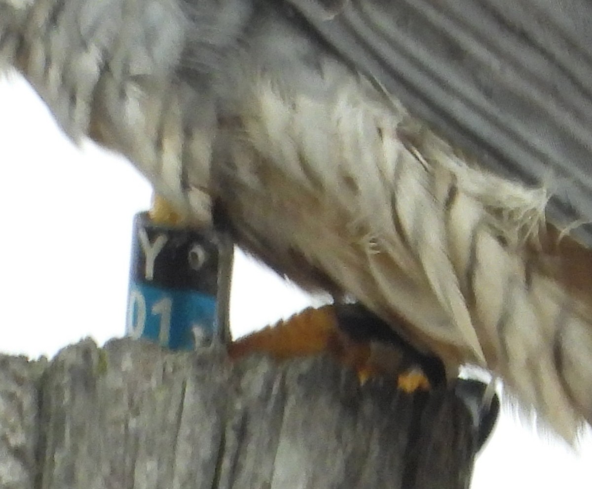 vandrefalk - ML647612880