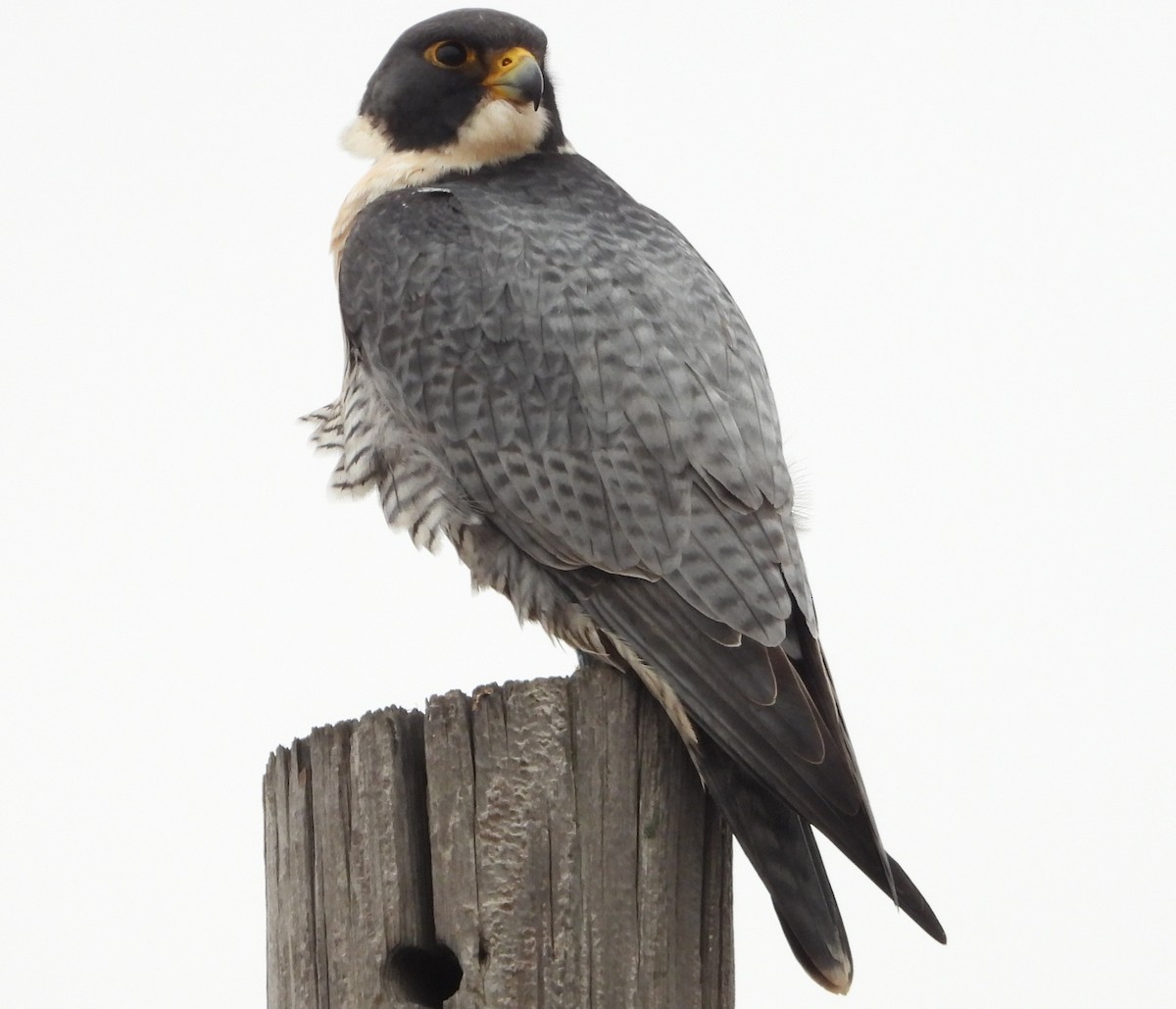 vandrefalk - ML647612881