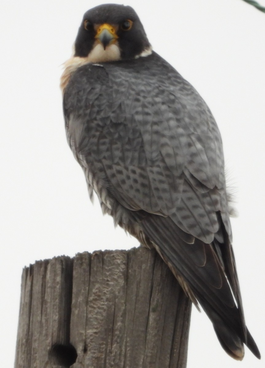 vandrefalk - ML647612882