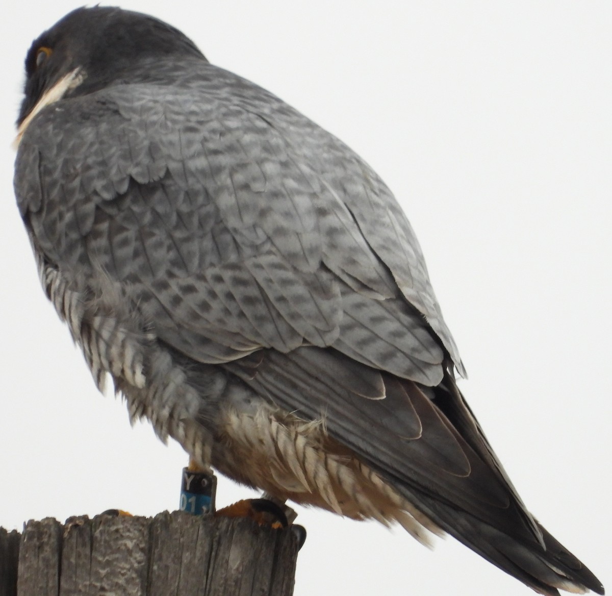 vandrefalk - ML647612883