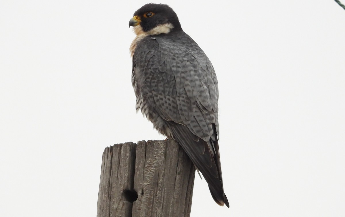 vandrefalk - ML647612884