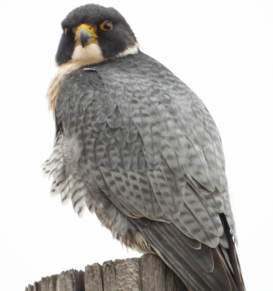 vandrefalk - ML647612885