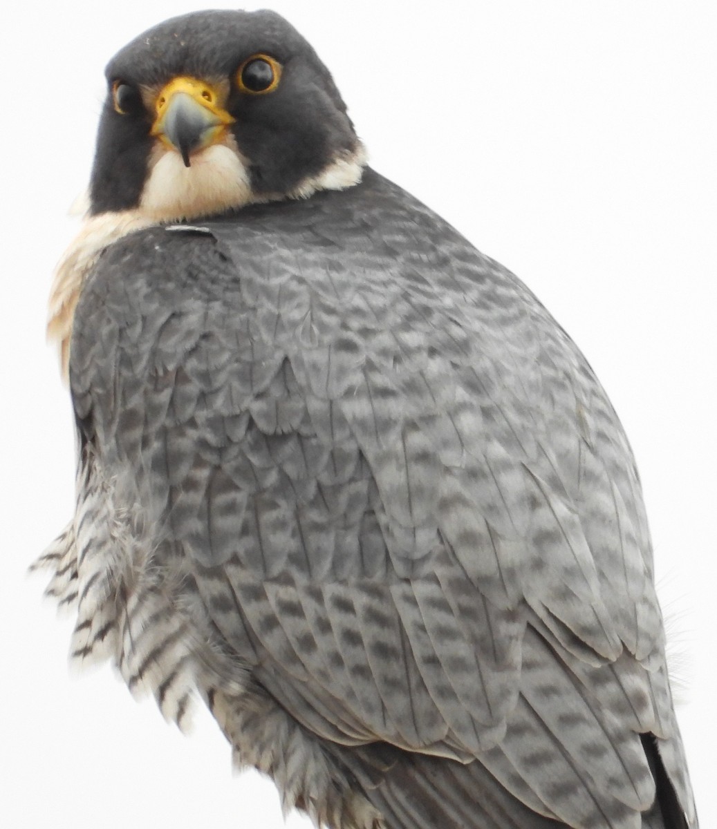 vandrefalk - ML647612886