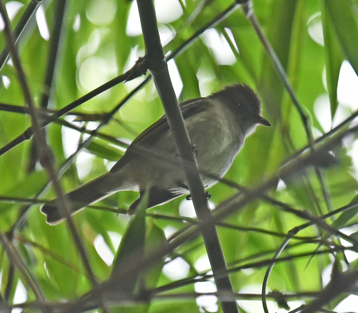 Caribbean Elaenia - ML647612889