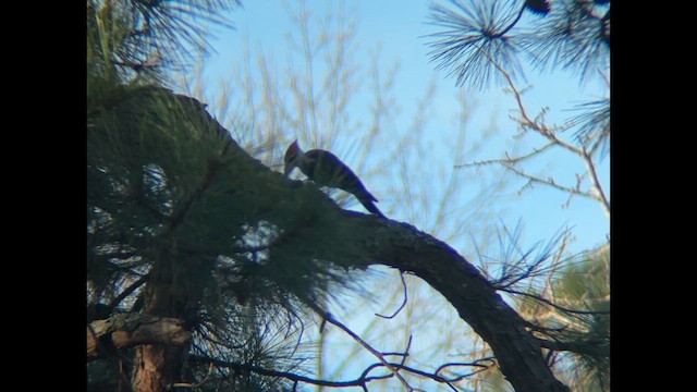 Pileated Woodpecker - ML647612893