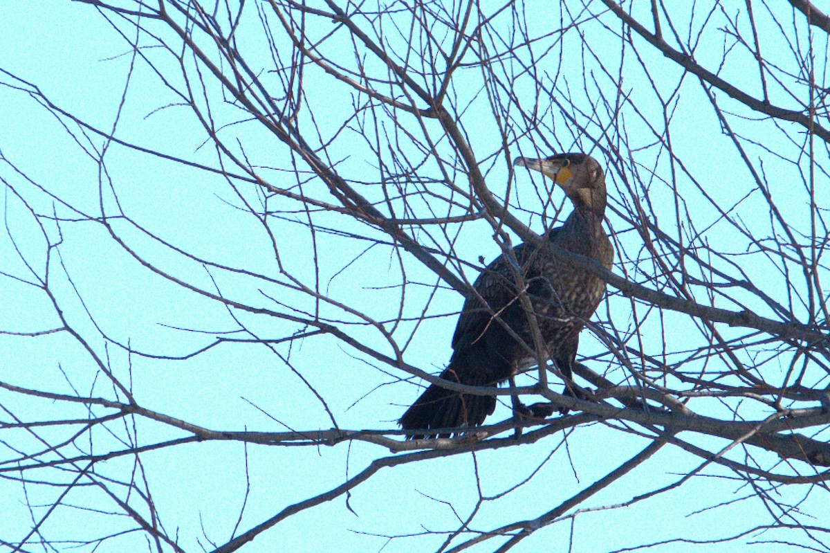 storskarv - ML647612894