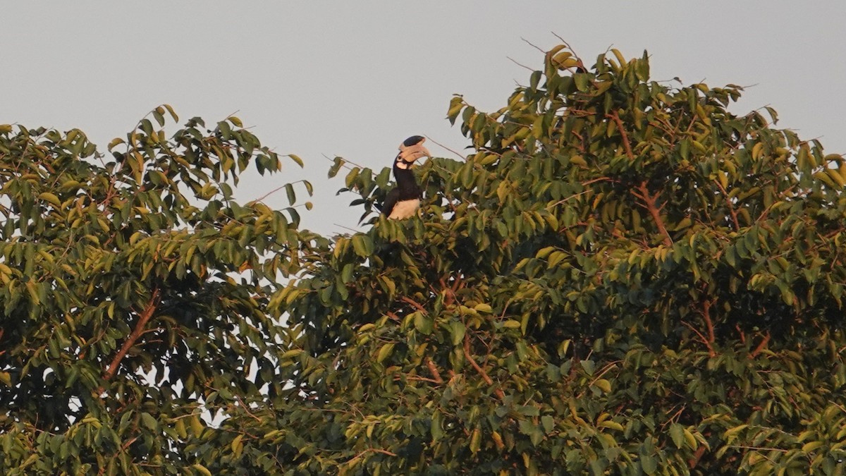 Cálao Coronado - ML647612901