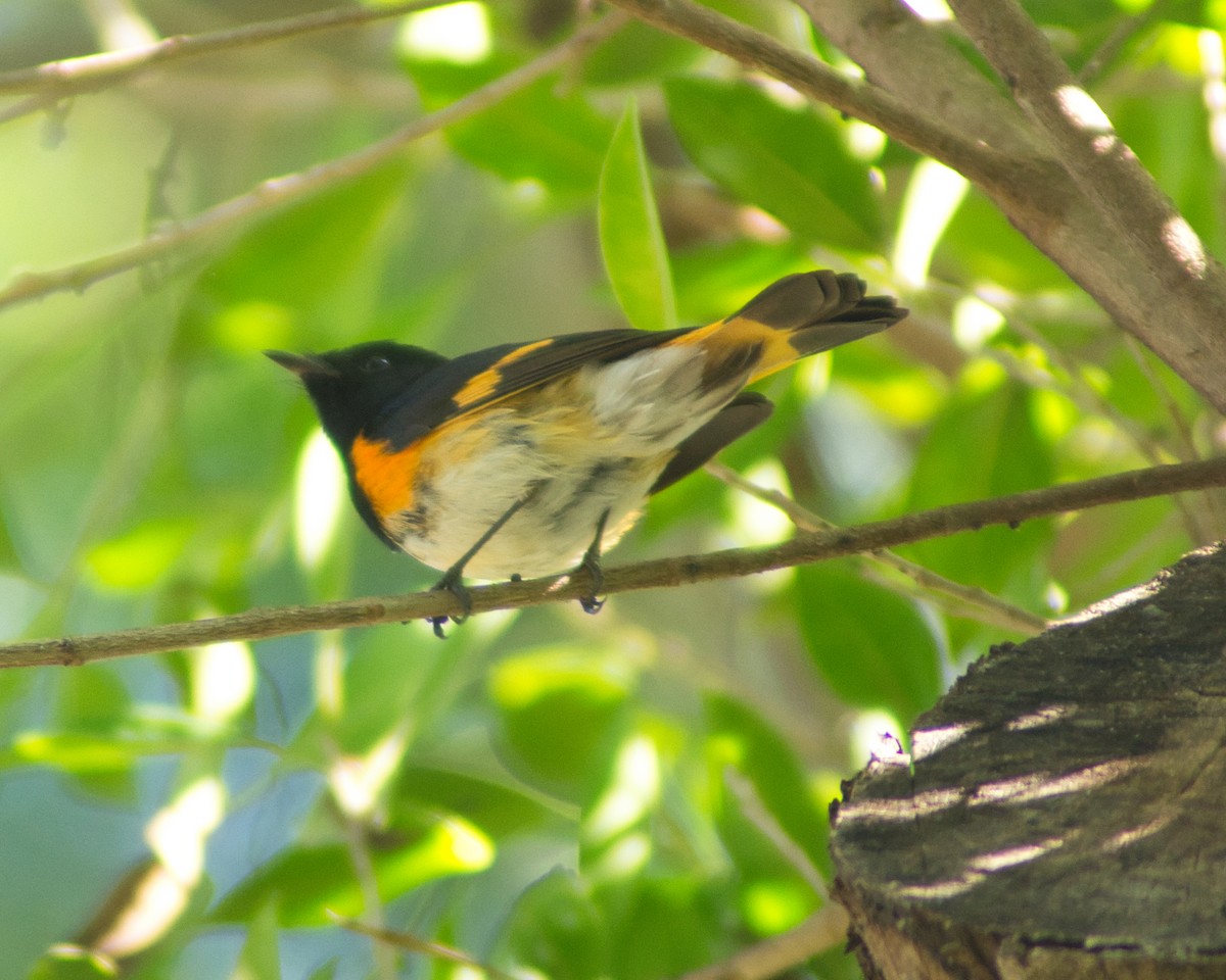 סבכון חכלילי - ML647612918