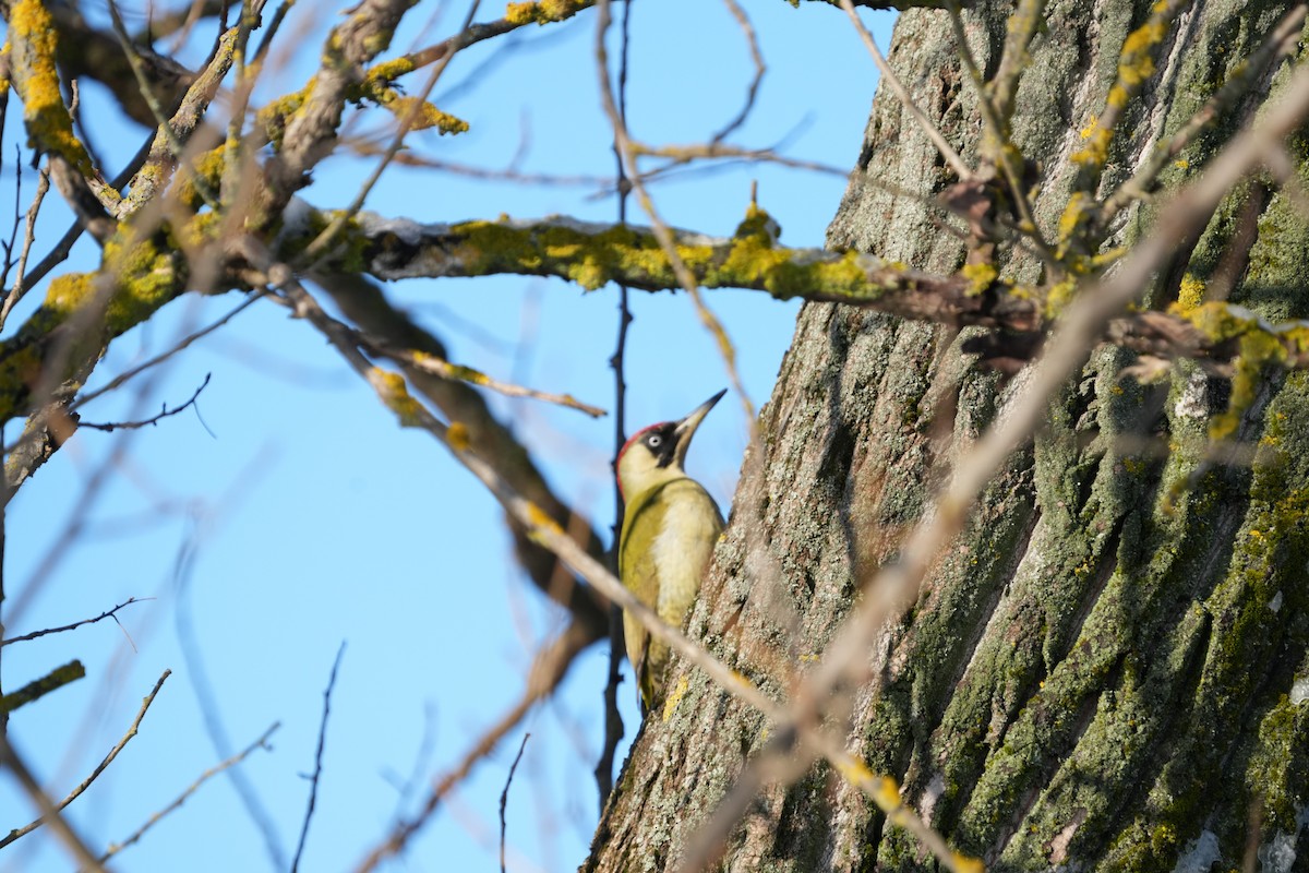 Жовна зелена - ML647612938