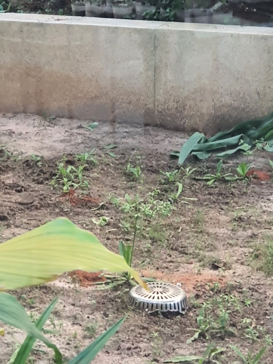 Gorrión Común - ML647612948