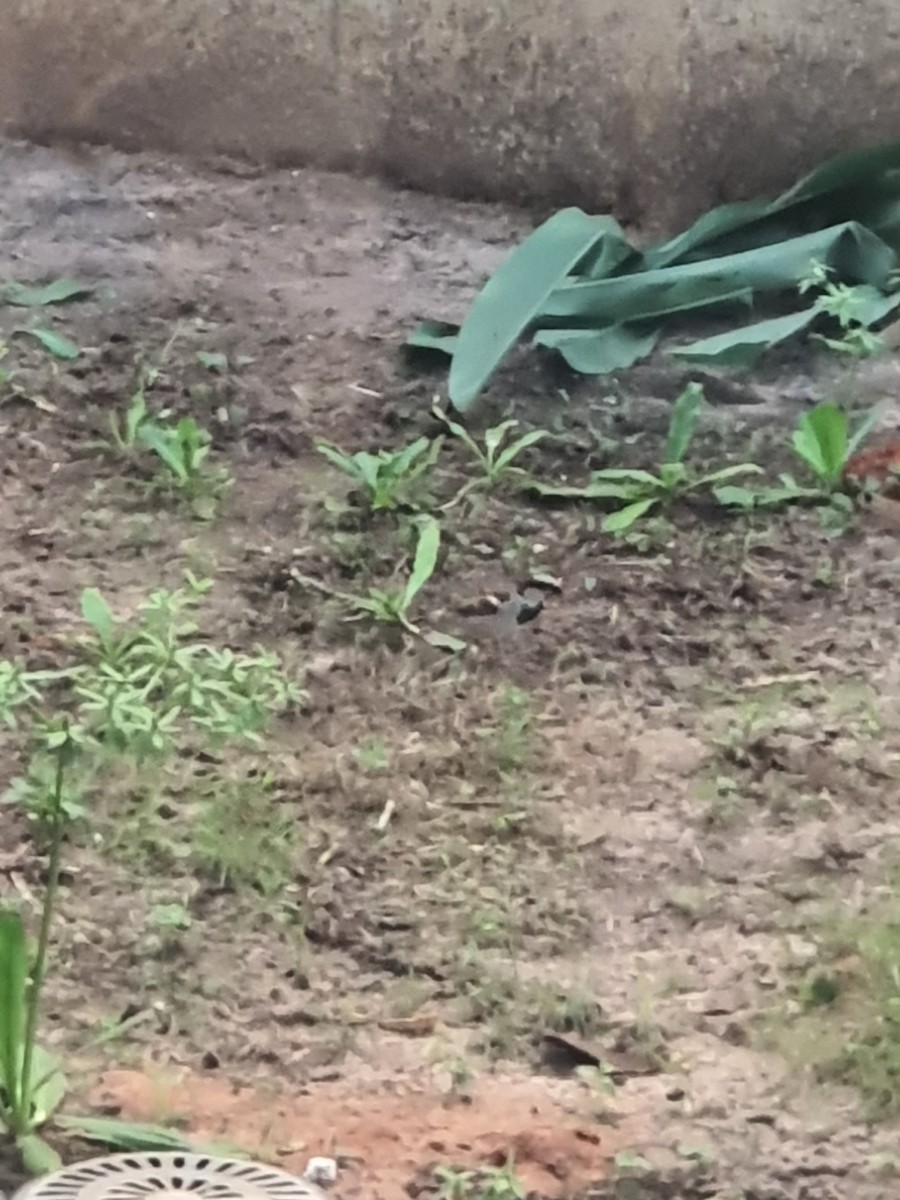 Gorrión Común - ML647612949