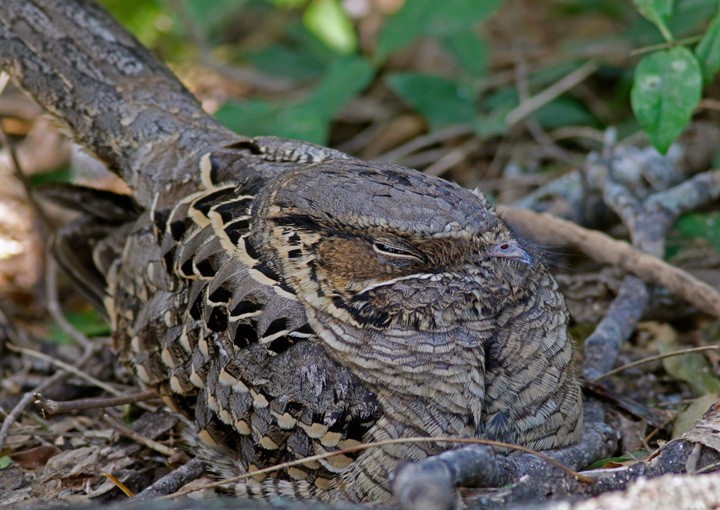 pauraquenattravn - ML647612953