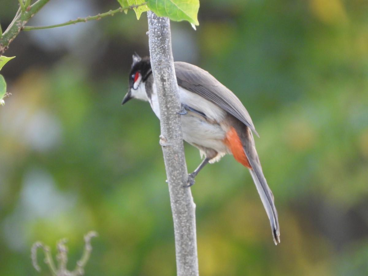 Бюльбюль червонощокий - ML647612955