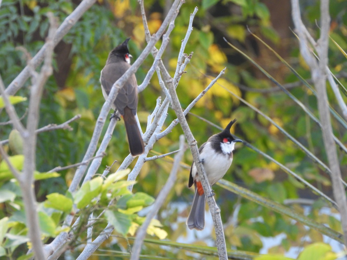 Бюльбюль червонощокий - ML647612956