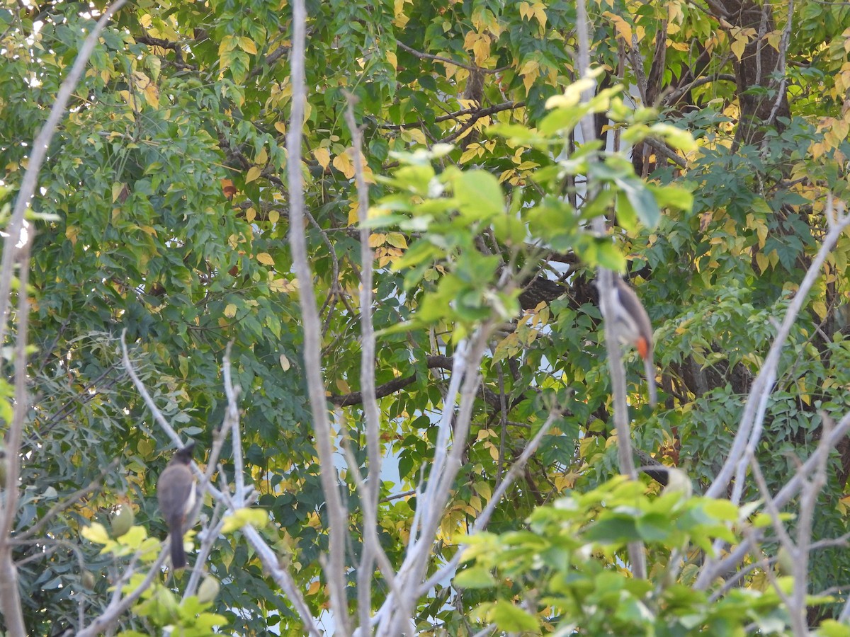 Бюльбюль червонощокий - ML647612957