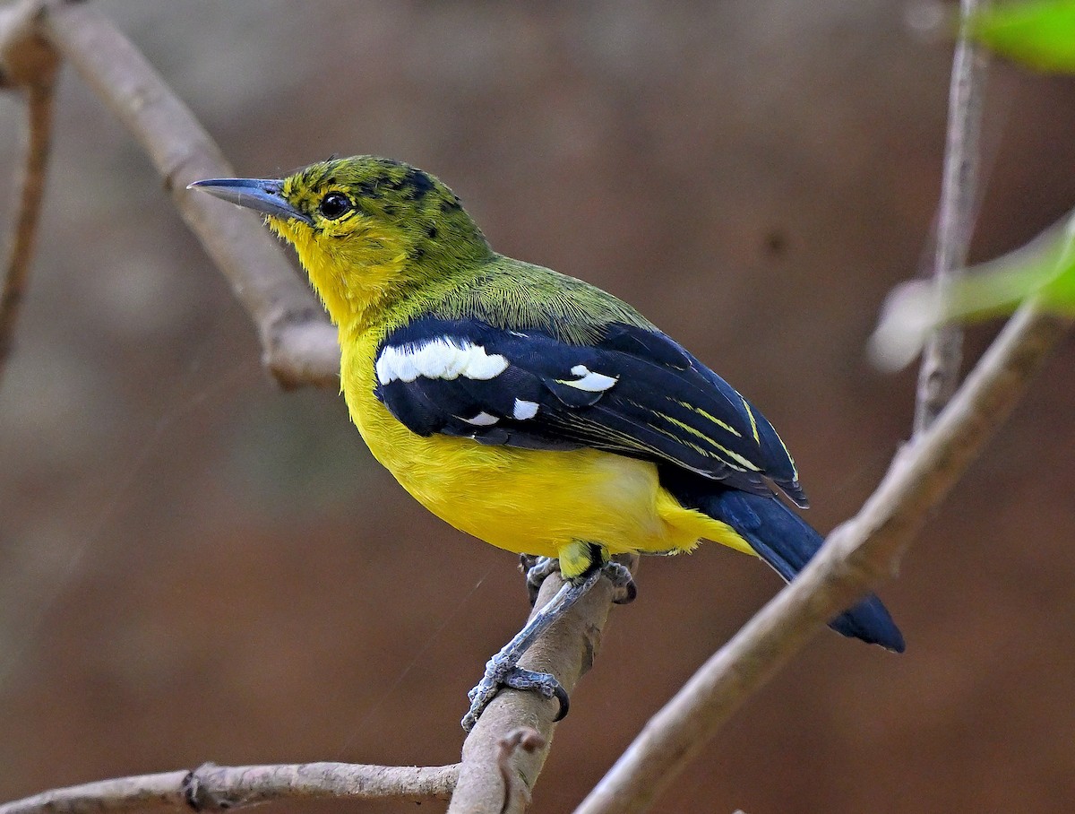 Йора чорнокрила - ML647612959