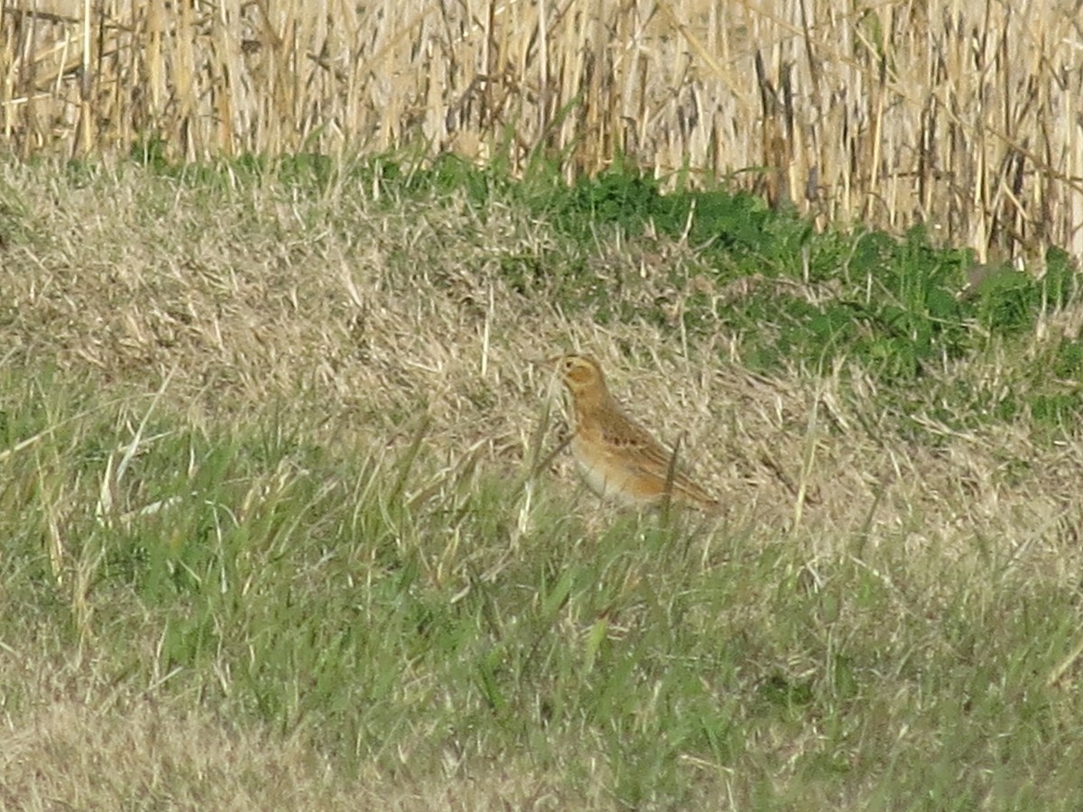 Щеврик азійський - ML647612964