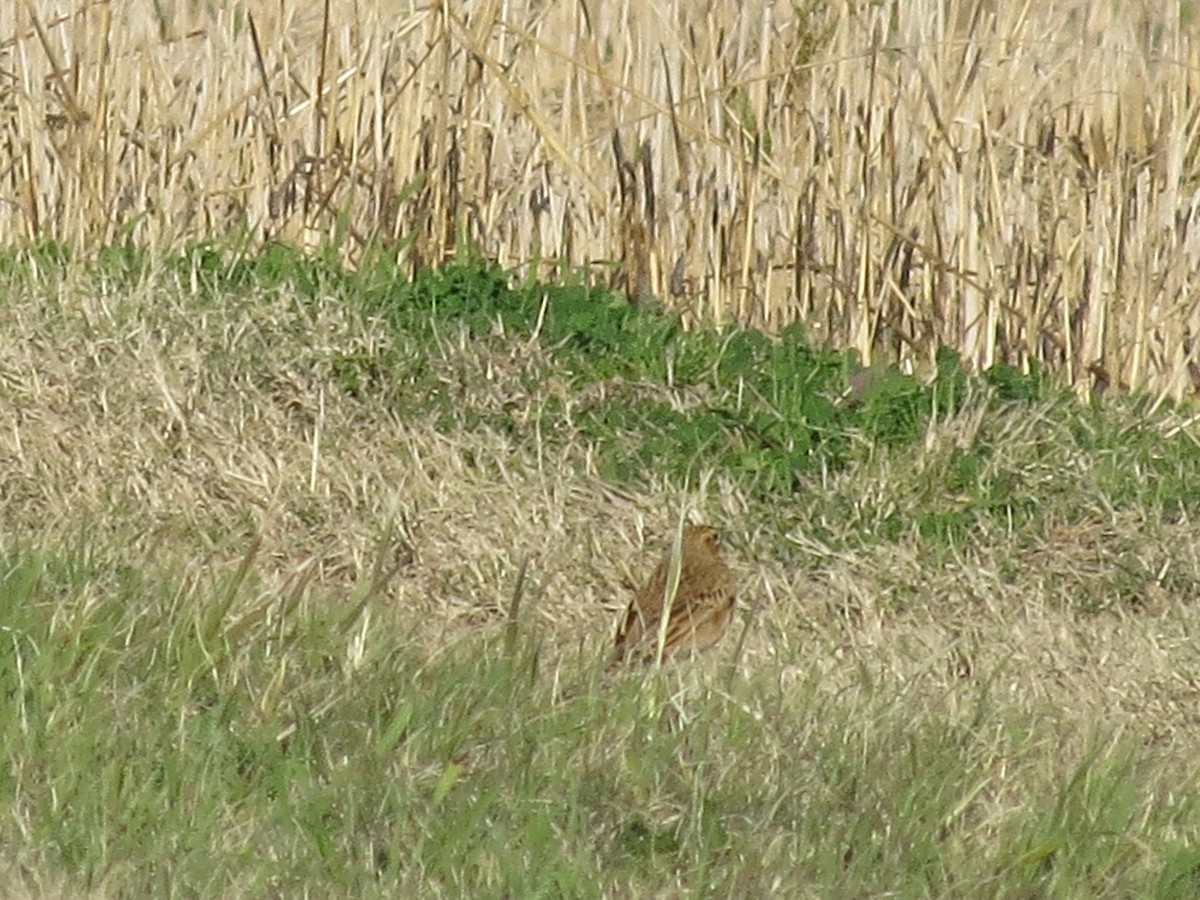 Щеврик азійський - ML647612965