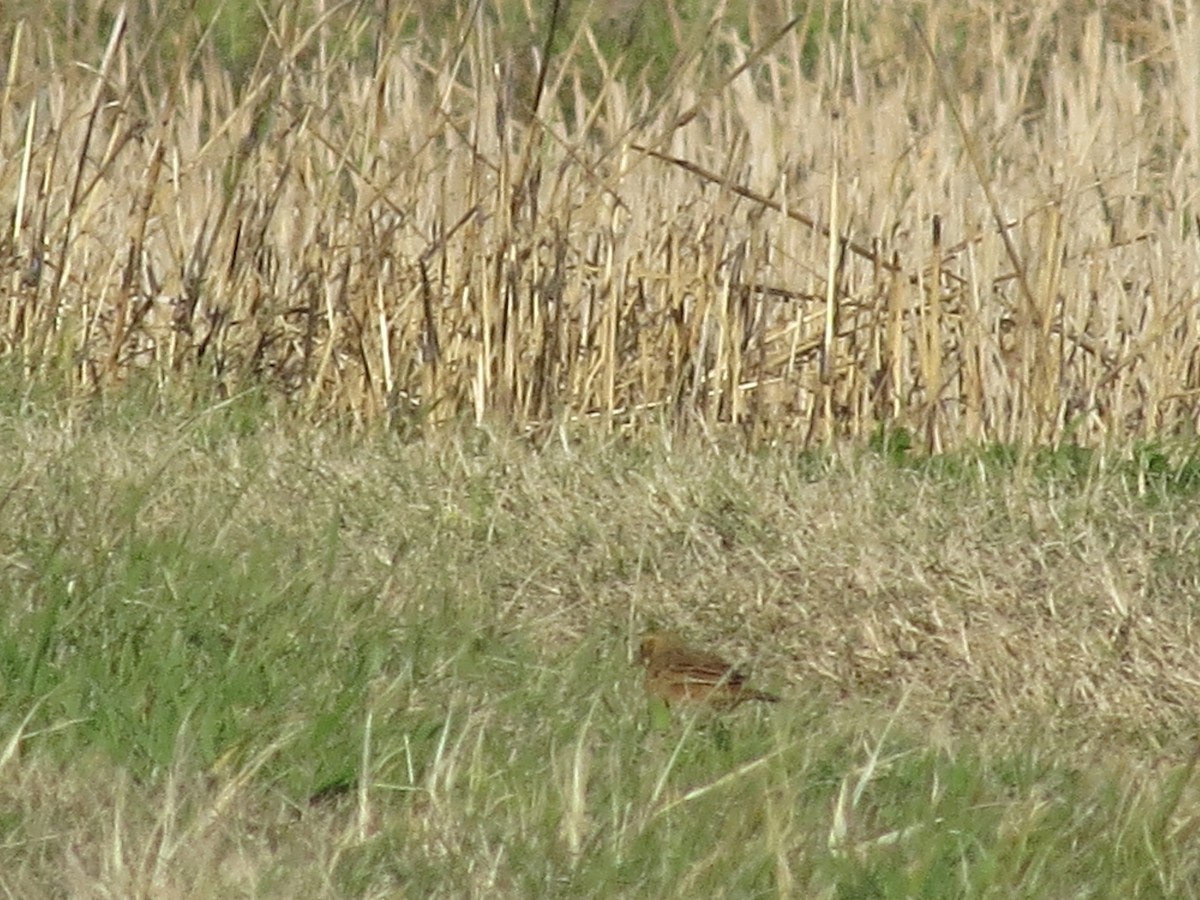 Щеврик азійський - ML647612967