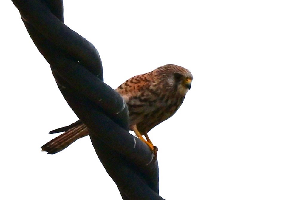 Боривітер степовий - ML647612968