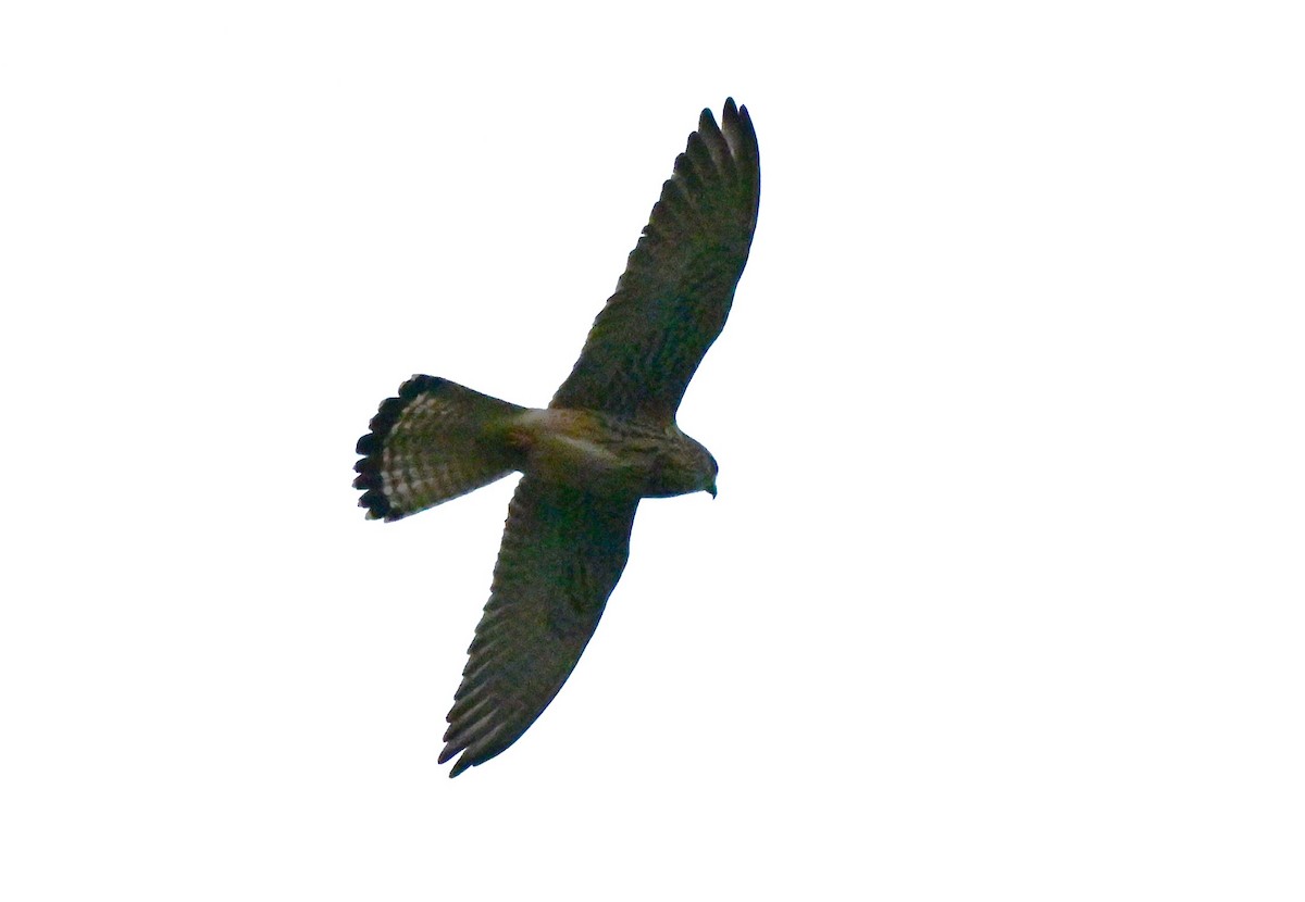 Боривітер степовий - ML647612969