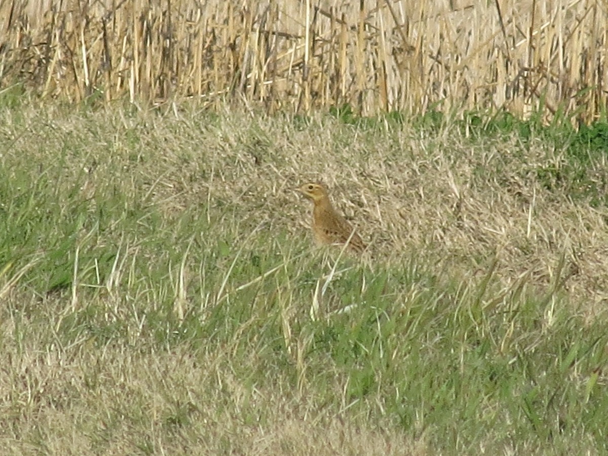 Щеврик азійський - ML647612970