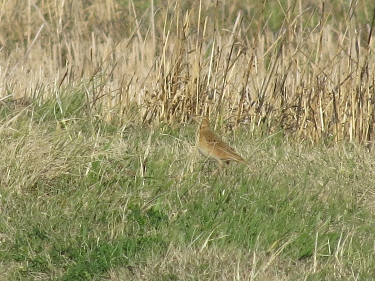 Щеврик азійський - ML647612971