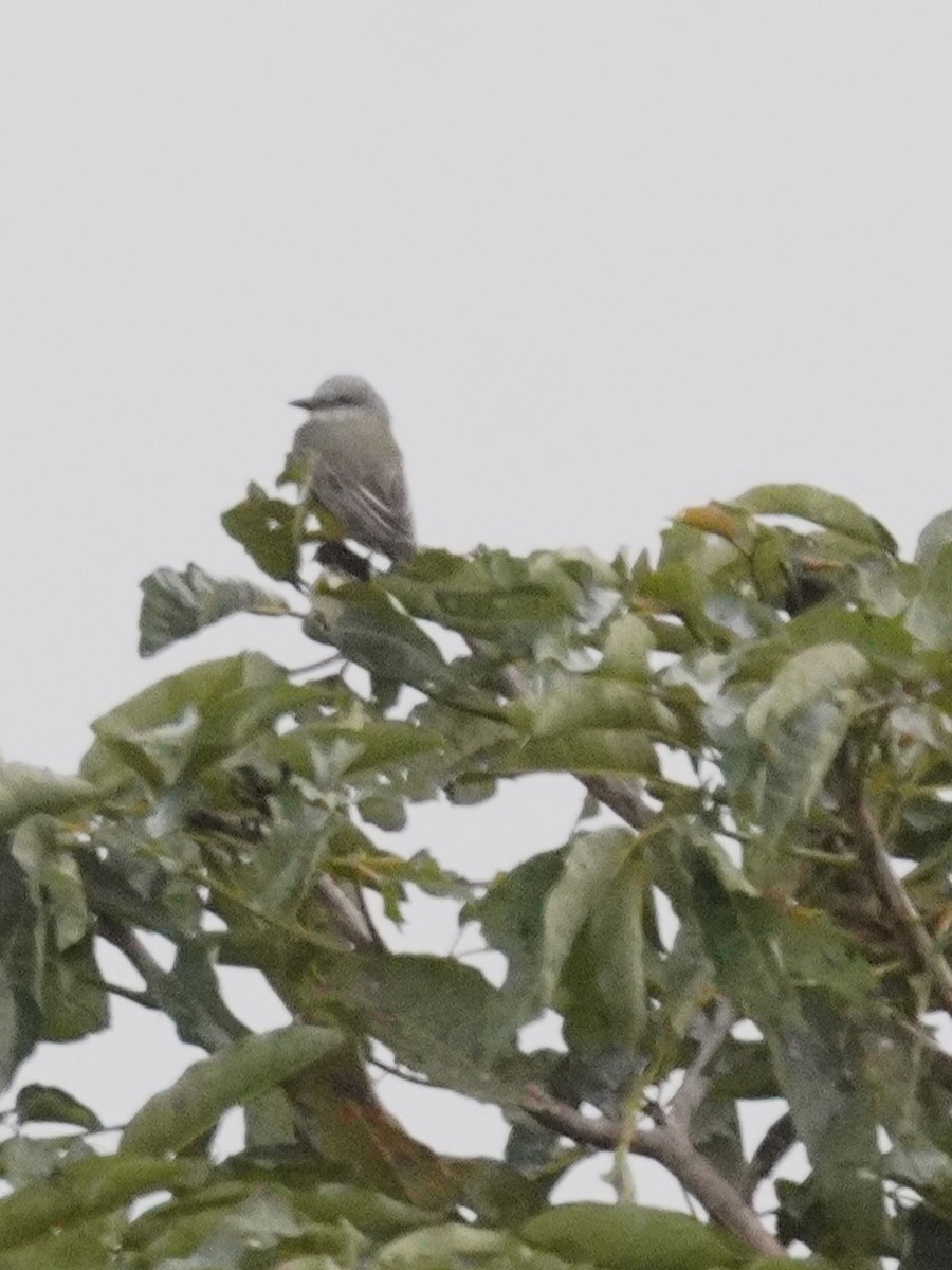 Тиран тропічний - ML647612972