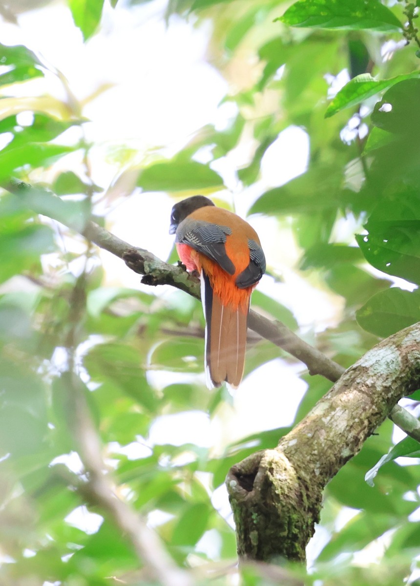 Трогон червоногузий - ML647612973