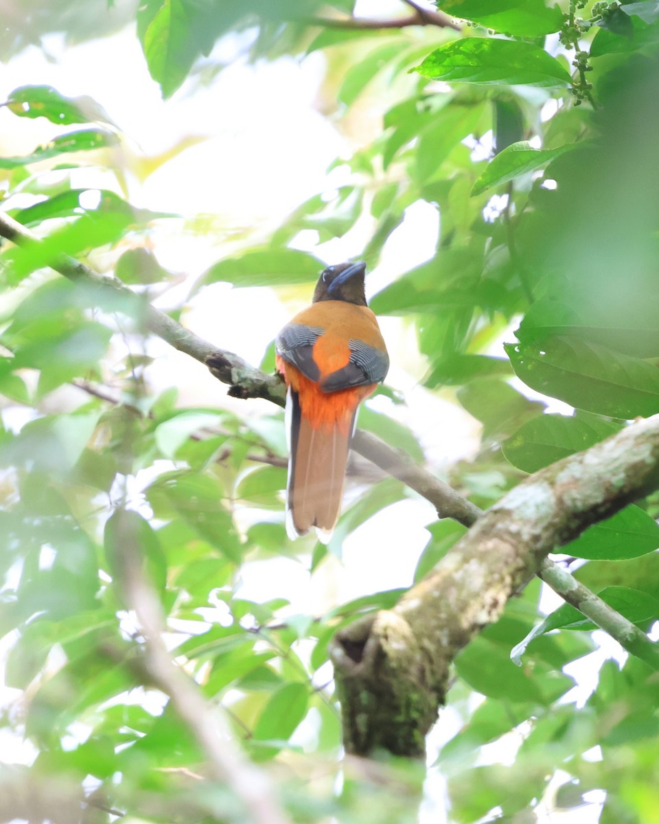 Трогон червоногузий - ML647612974