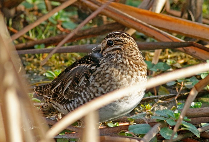 Баранець американський - ML647612975