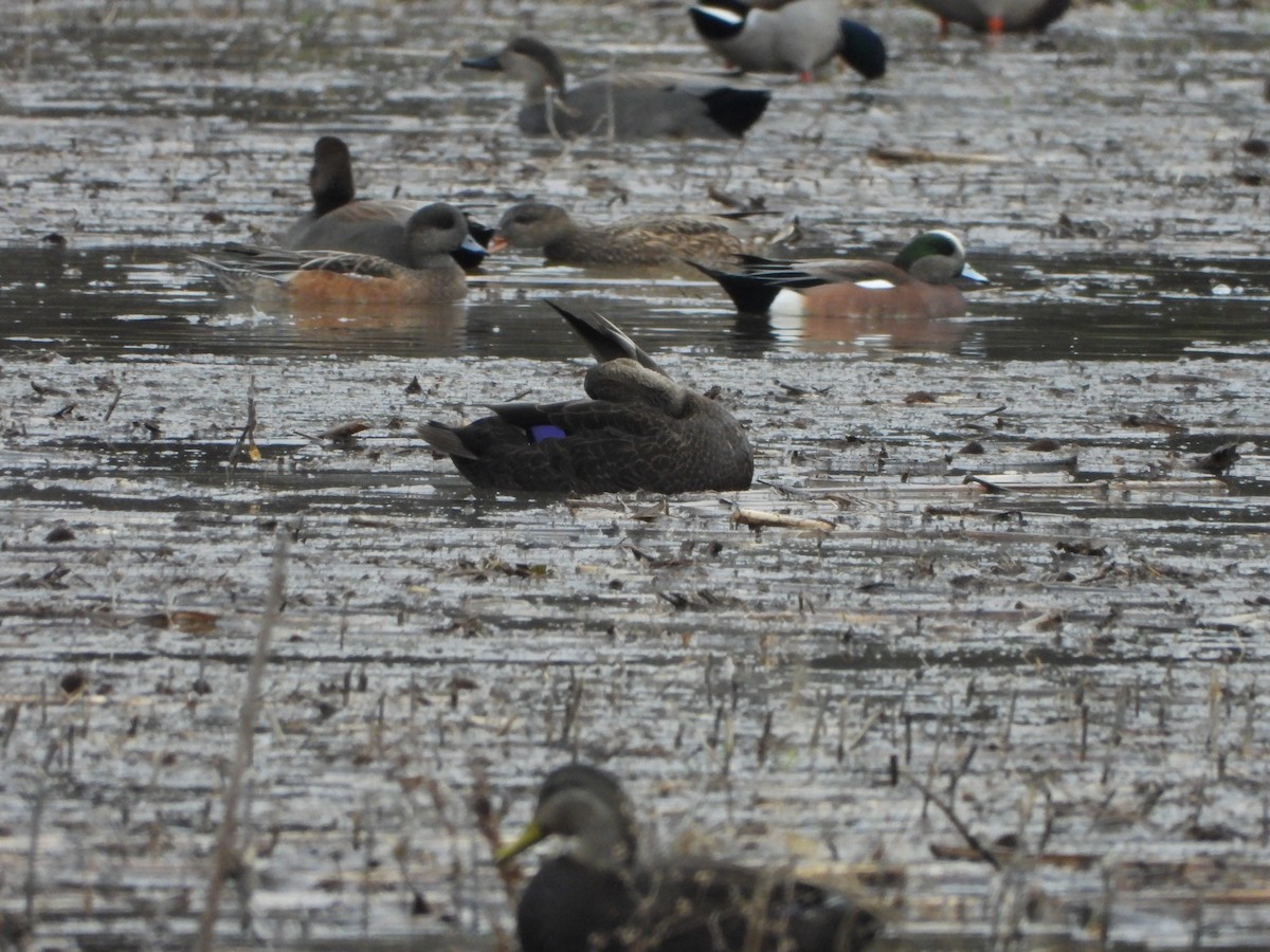 Ahate iluna - ML647612976