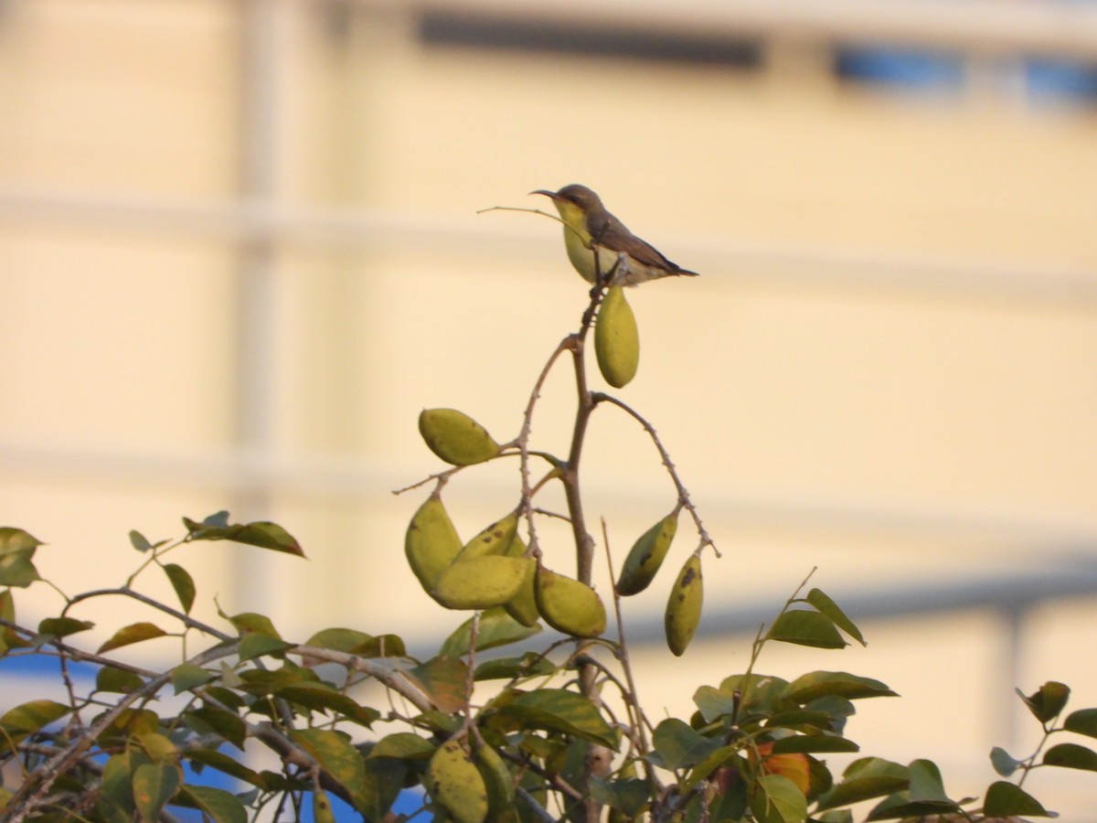 Маріка пурпурова - ML647612979