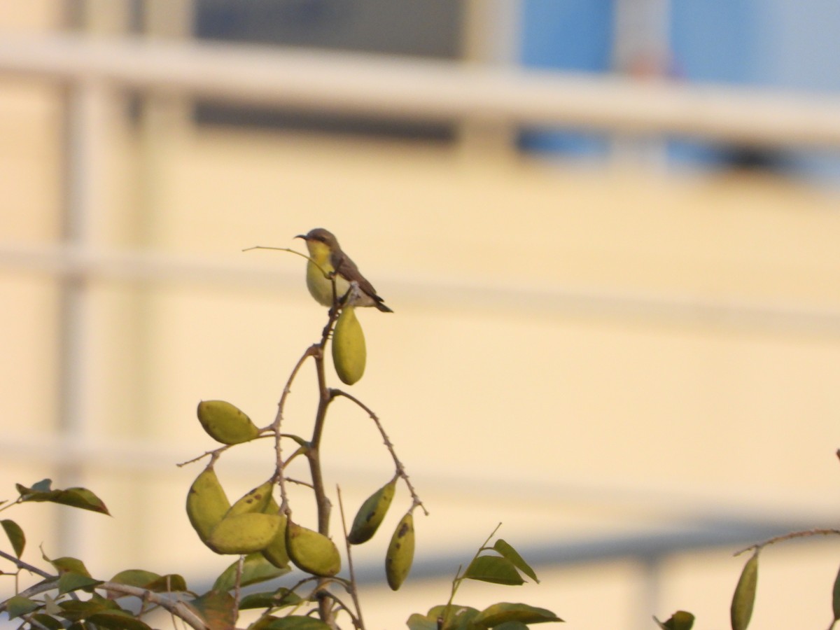 Маріка пурпурова - ML647612980