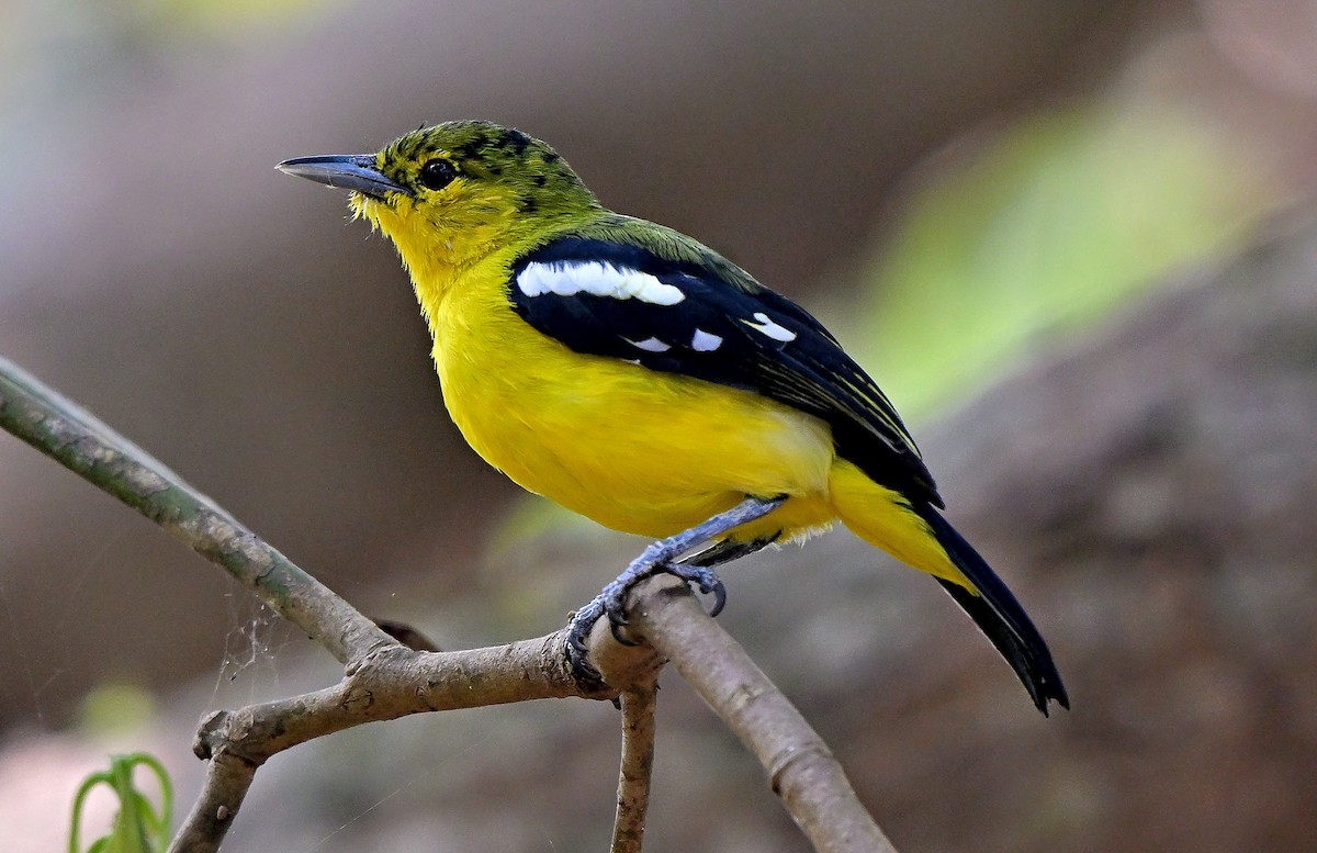 Йора чорнокрила - ML647612981