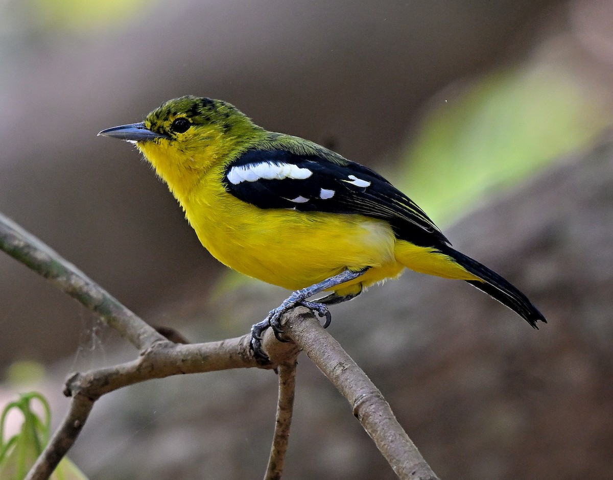 Йора чорнокрила - ML647612982