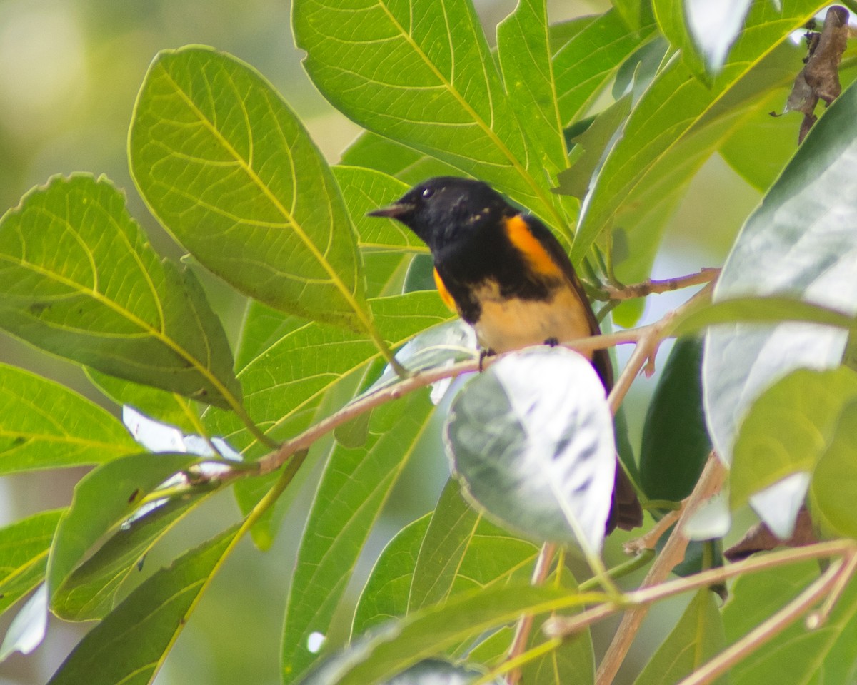 סבכון חכלילי - ML647612983