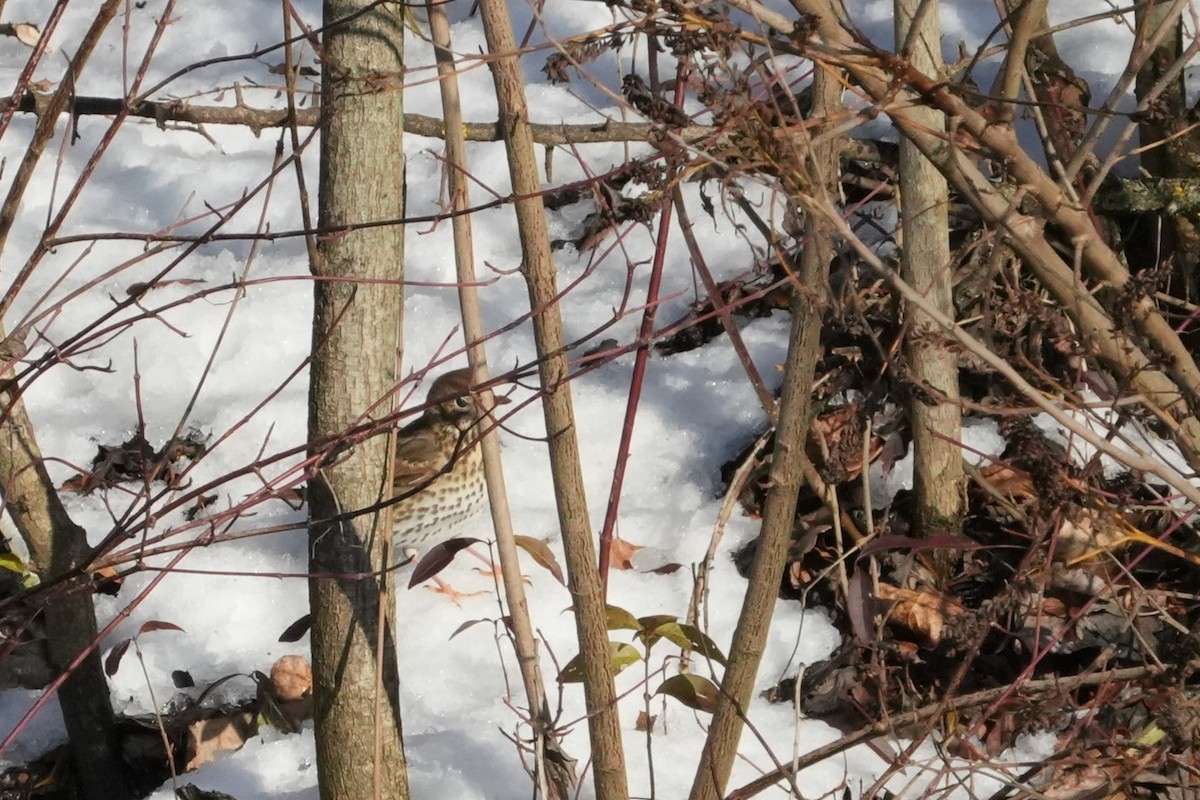 Дрізд співочий - ML647612984