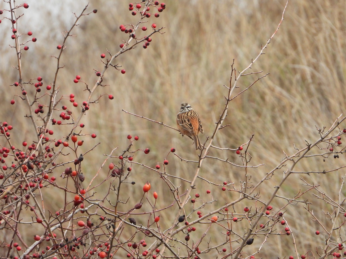Вівсянка гірська - ML647612986