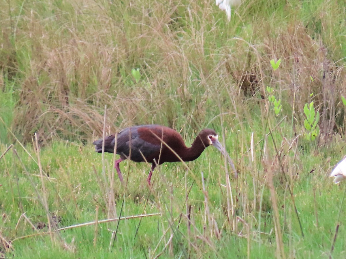 Коровайка американська - ML647612987