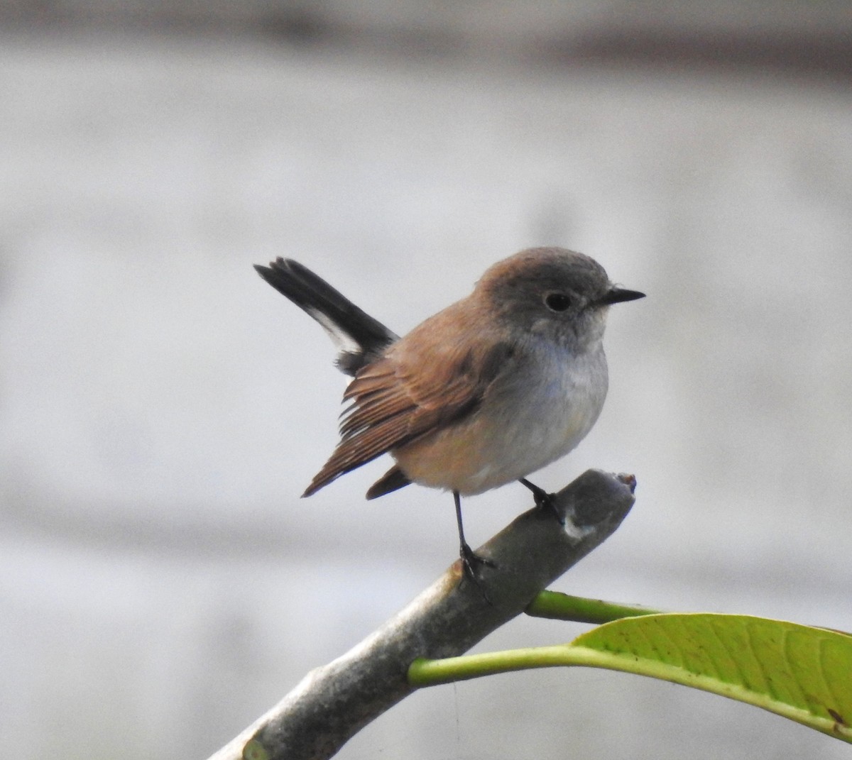 Мухоловка північна - ML647612990