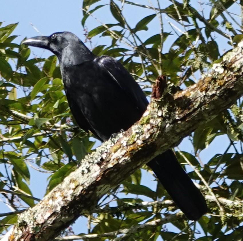 Ворона великодзьоба - ML647612992