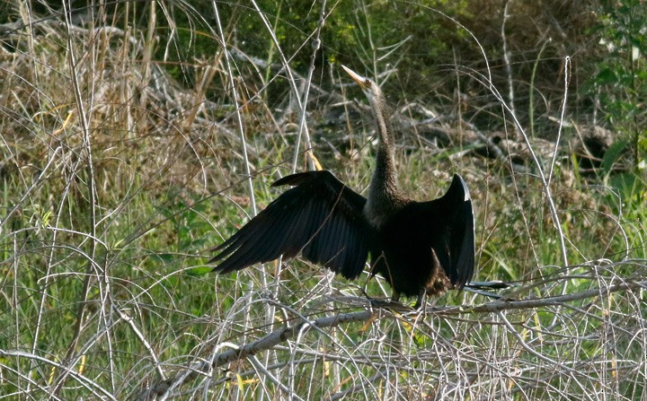 Змієшийка американська - ML647612993