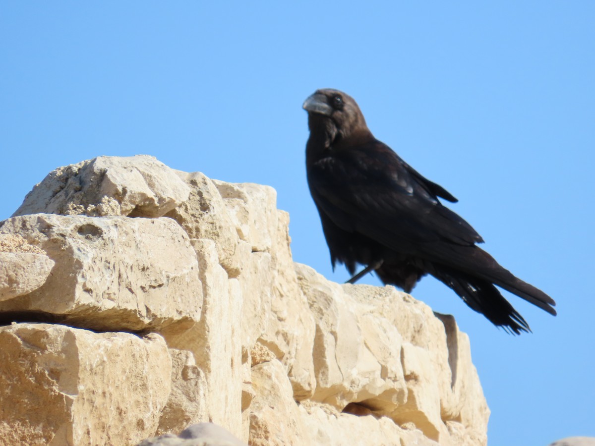 Brown-necked Raven - ML647613005